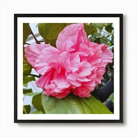 Pink Hibiscus 1 Art Print