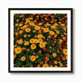 Zinnias Art Print