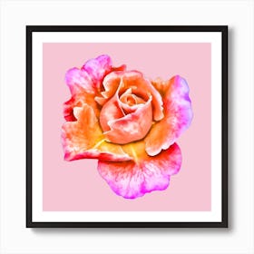 Pink Rose Art Print