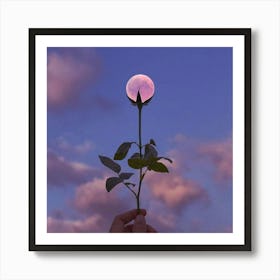 Pink Rose Art Print