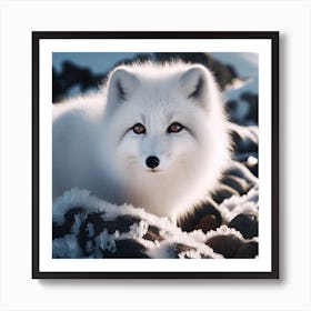 Arctic Fox Art Print