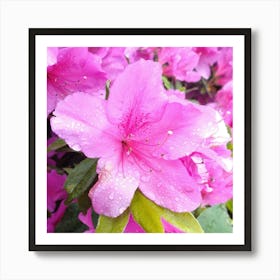 Pink Azaleas 24 Art Print