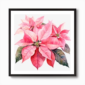 Poinsettia 11 Art Print