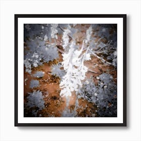 Snowy flower Art Print