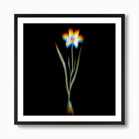 Prism Shift Lady Tulip Botanical Illustration on Black n.0418 Art Print