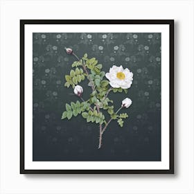 Vintage White Burnet Roses Botanical on Slate Gray Pattern n.2114 Art Print