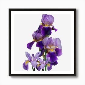 Irises Flower Plant Gardening Gardener Lover Tennessee Art Print