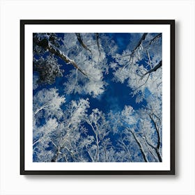 Snowy Trees In Winter Art Print