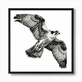 Raptor In Flight Art Print