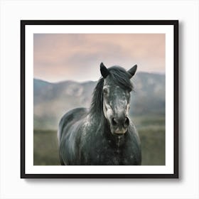 Grey Wild Horse Art Print