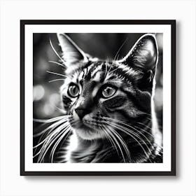 Black And White Cat 22 Art Print