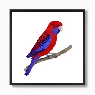Crimson Rosella Bird Square Art Print