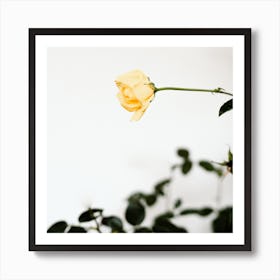 The Single Yellow Rose Square Art Print