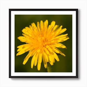 Dandelion  Botanical Photography Art Print