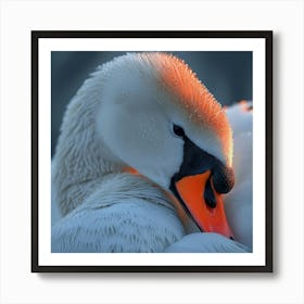 Beautiful Swan 8 Art Print