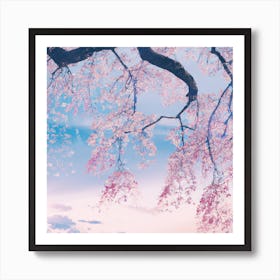 Cherry Blossoms 7 Art Print