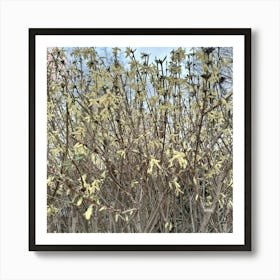 Early Forsythia Art Print