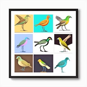 Birds Of The World 2 Art Print