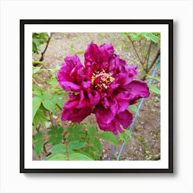 Peony in Japan 23 Art Print