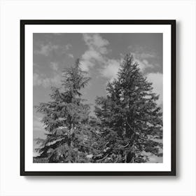 Douglas County, Oregon, Trees And Clouds By Russell Lee Art Print