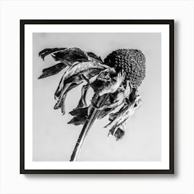 Black And White Flower 1 Art Print