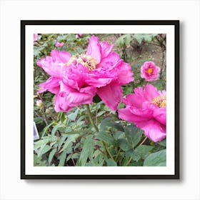 Pink Peonies 2 Art Print