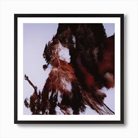 Eagle Feathers Art Print