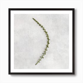 Minimal Botanical Square Art Print