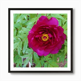 Peony in Japan 14 Art Print