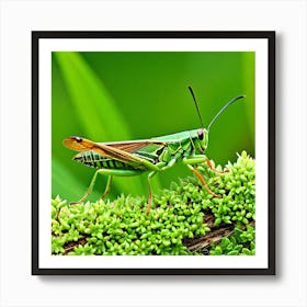 Grasshopper 38 Art Print