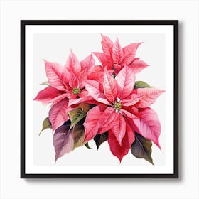 Poinsettia 8 Art Print