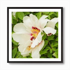 White Woody Peony Botanical Photography Art Print