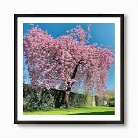 Blossoming Cherry Tree Art Print