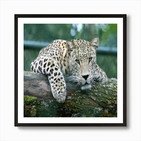 Leopard Resting On Log Art Print