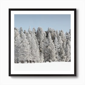 Winter Trees Yellowstone National Park Art Print