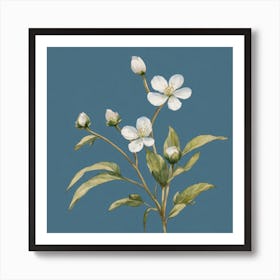 White Cherry Blossoms Art Print