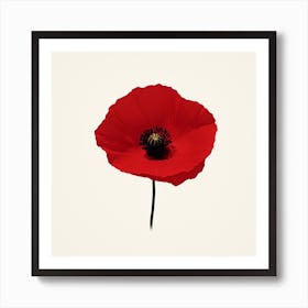 Red Poppy Art Print