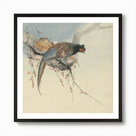 Pheasant In Cherry Blossom Art Print