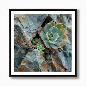 Succulent In Rock Art Print