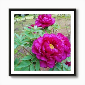 Peonies in Japan Poster