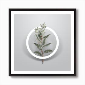 Vintage Evergreen Oak Minimalist Botanical Geometric Circle on Soft Gray n.0322 Art Print