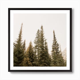 Foggy Forest Square Art Print