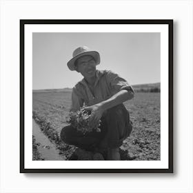 Untitled Photo, Possibly Related To Malheur County, Oregon, Japanese Americans Transplanting Celery By Art Print