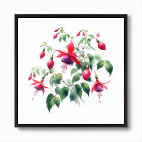 Flowers of Fuchsia 1 Art Print