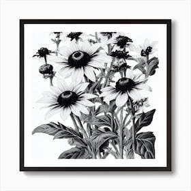 Black Eyed Susan Wildflower Vintage Botanical Art Print Art Print