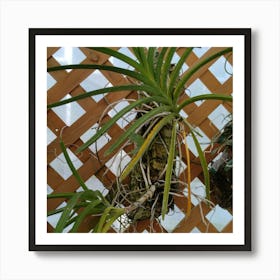 Air Plant Art Print