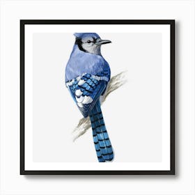 Blue Jay Bird Art Print