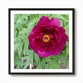 Peony in Japan 1 Art Print