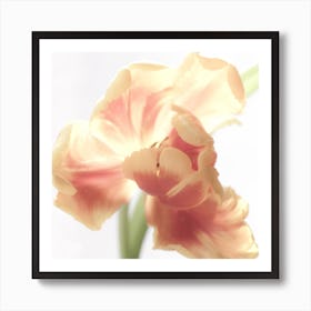 Tulip Art Print