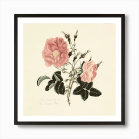 Roses 5 Art Print